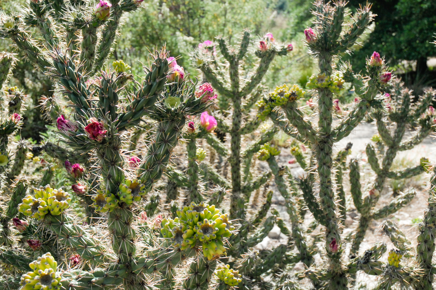 Cholla